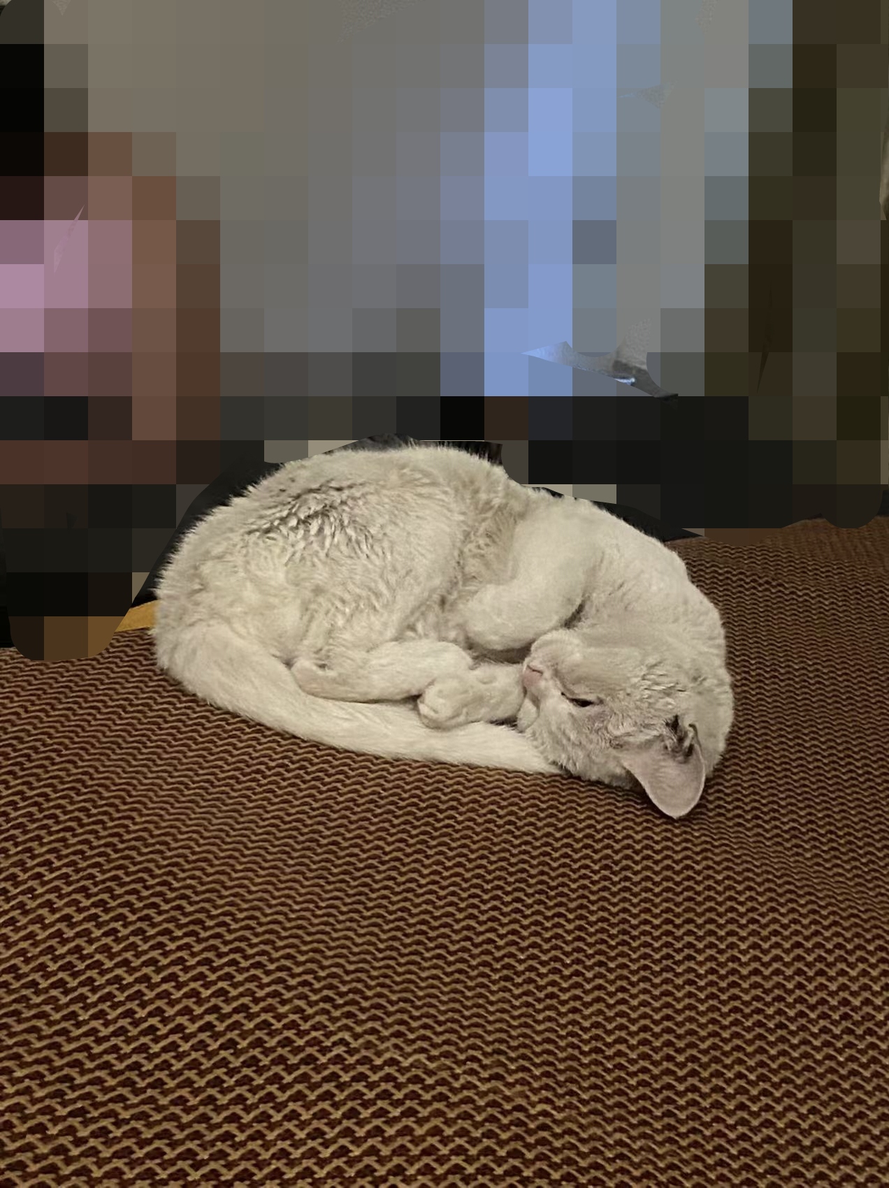 小白